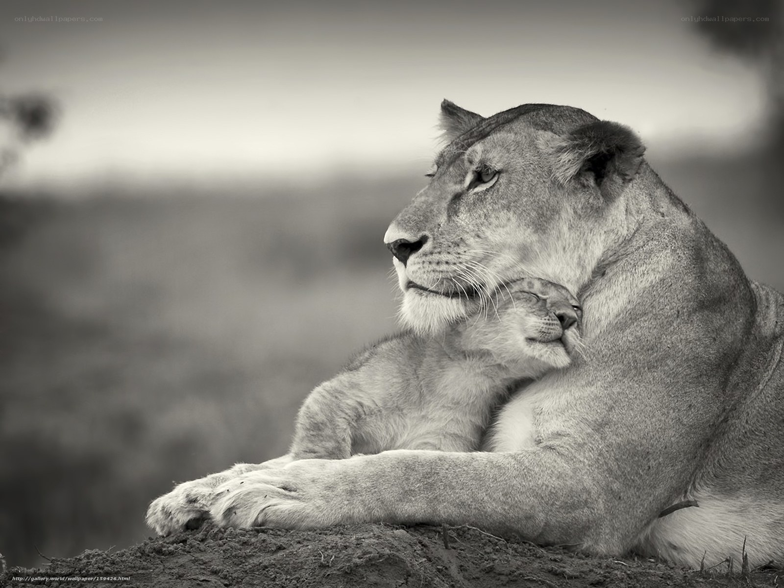 Lioness and cub resting