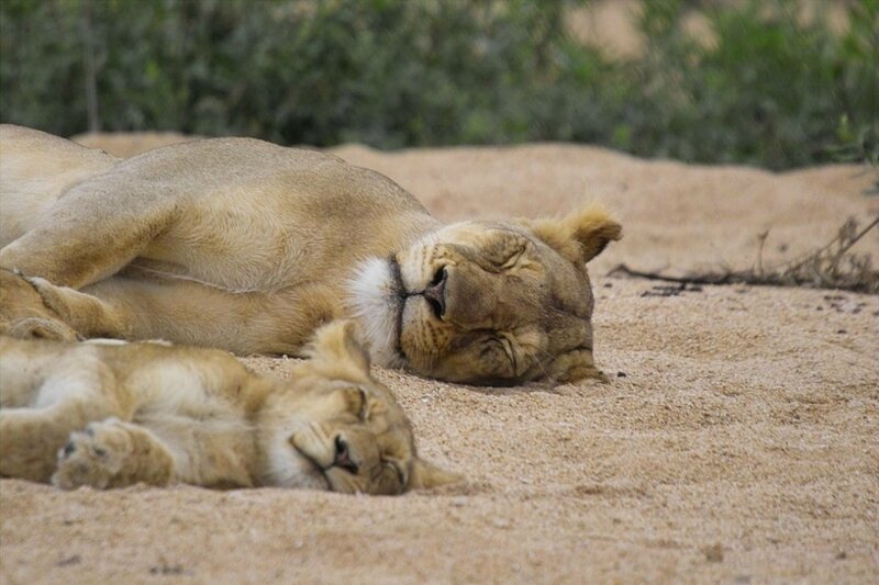 Lioness and Cub Sleeping