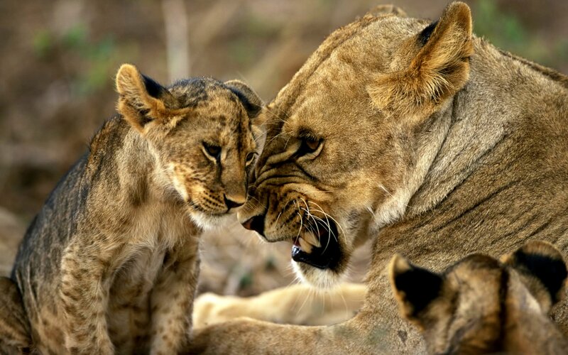 Lioness and Cub