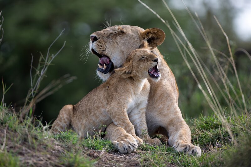 Lioness and Cub Yawning