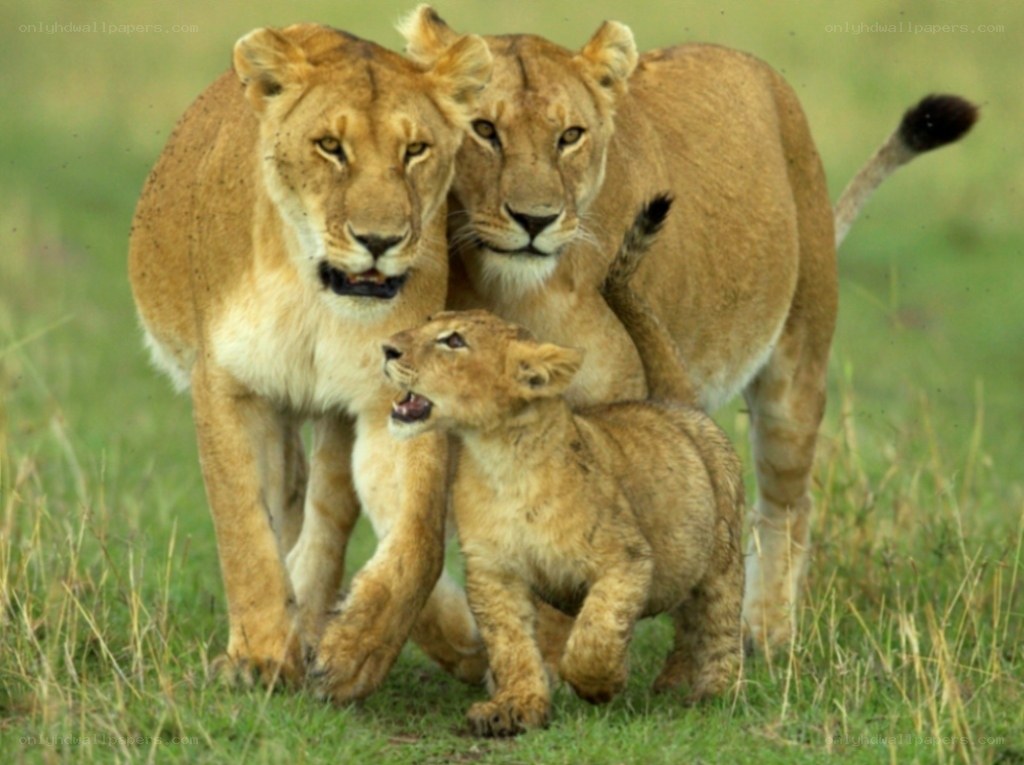 Lioness and cubs in grassland