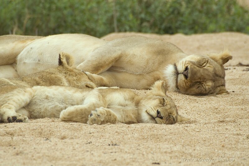 Lioness and Cubs Sleeping