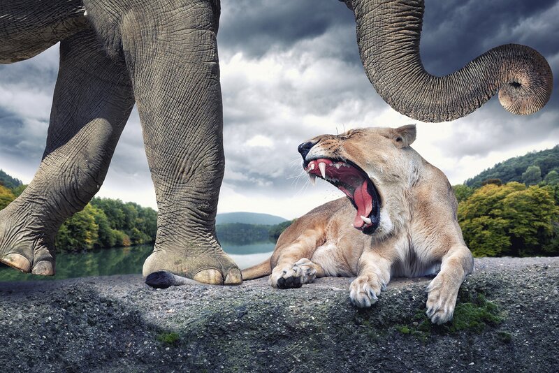 Lioness and Elephant