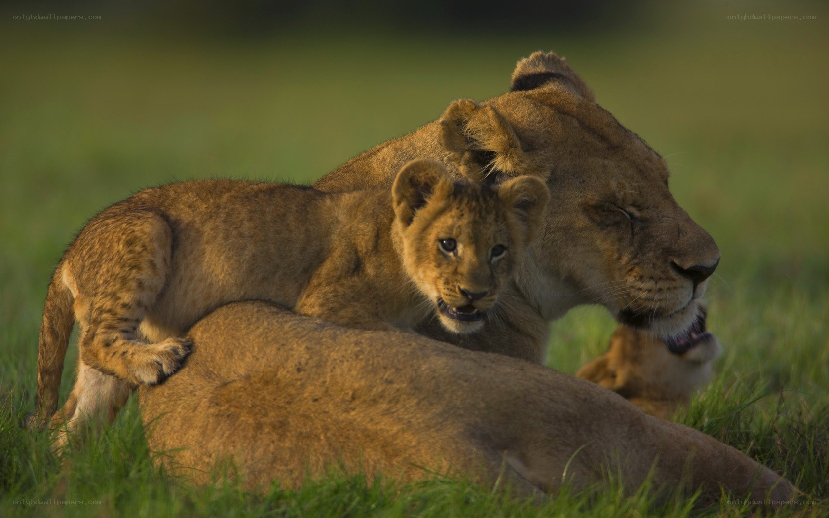 Lioness and her cub