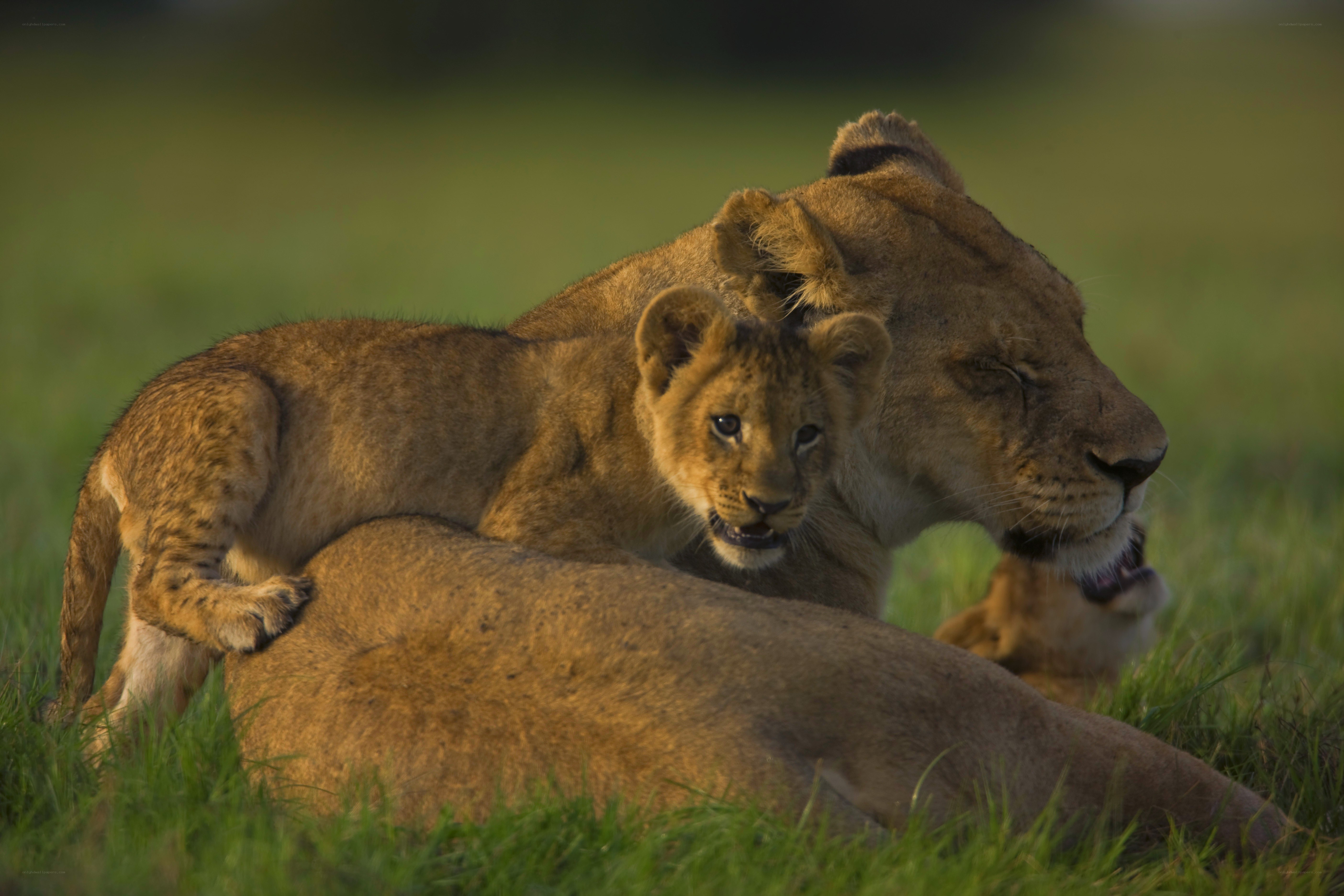 Lioness and her cub