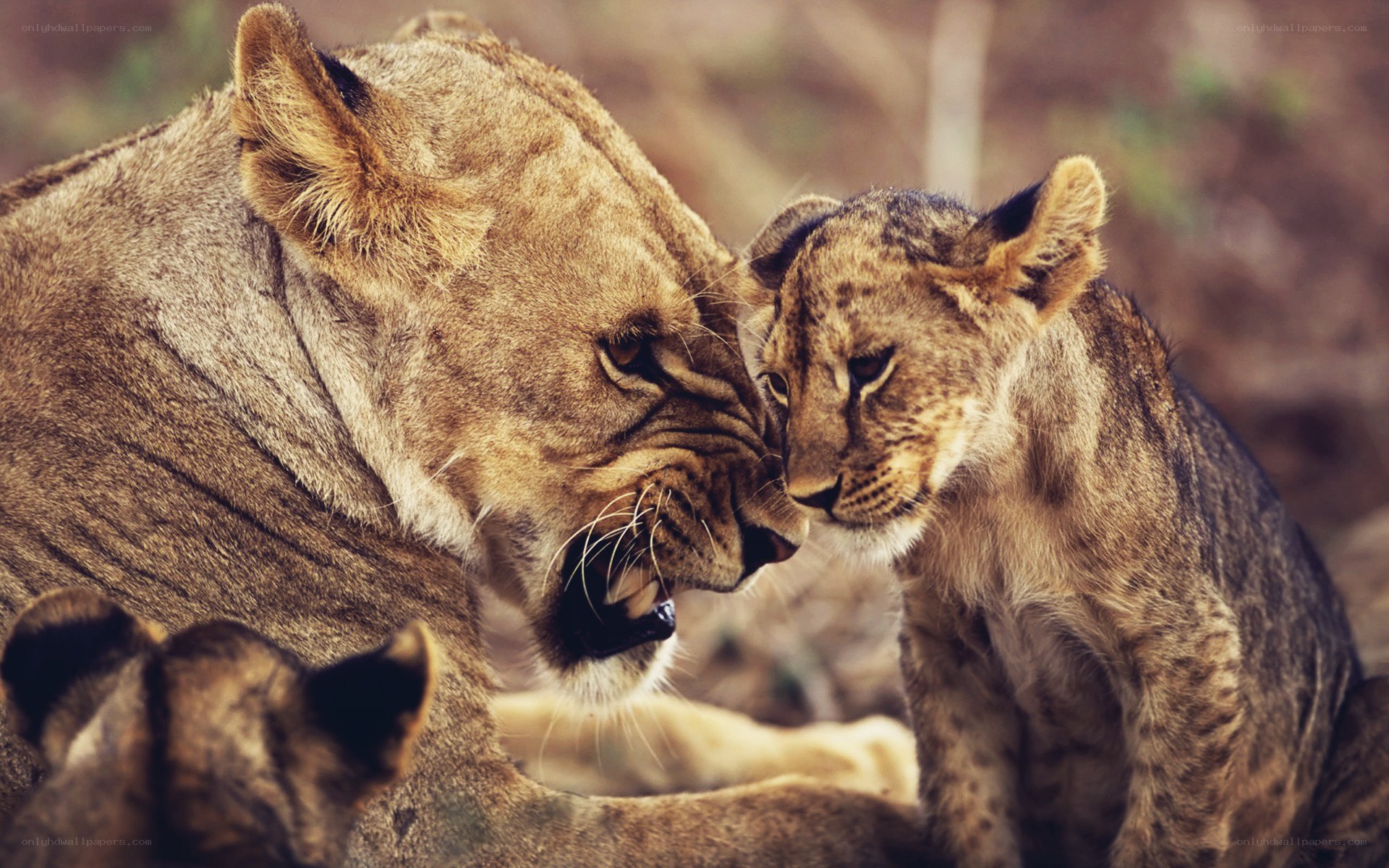 Lioness and her cub