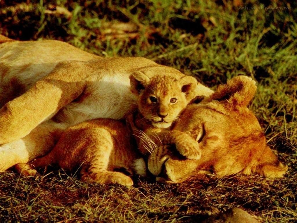 Lioness and her cub