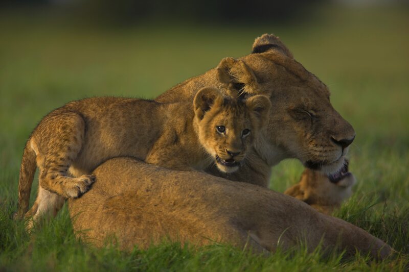 Lioness and her cub