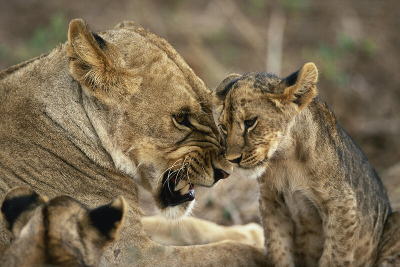 Lioness and her cub