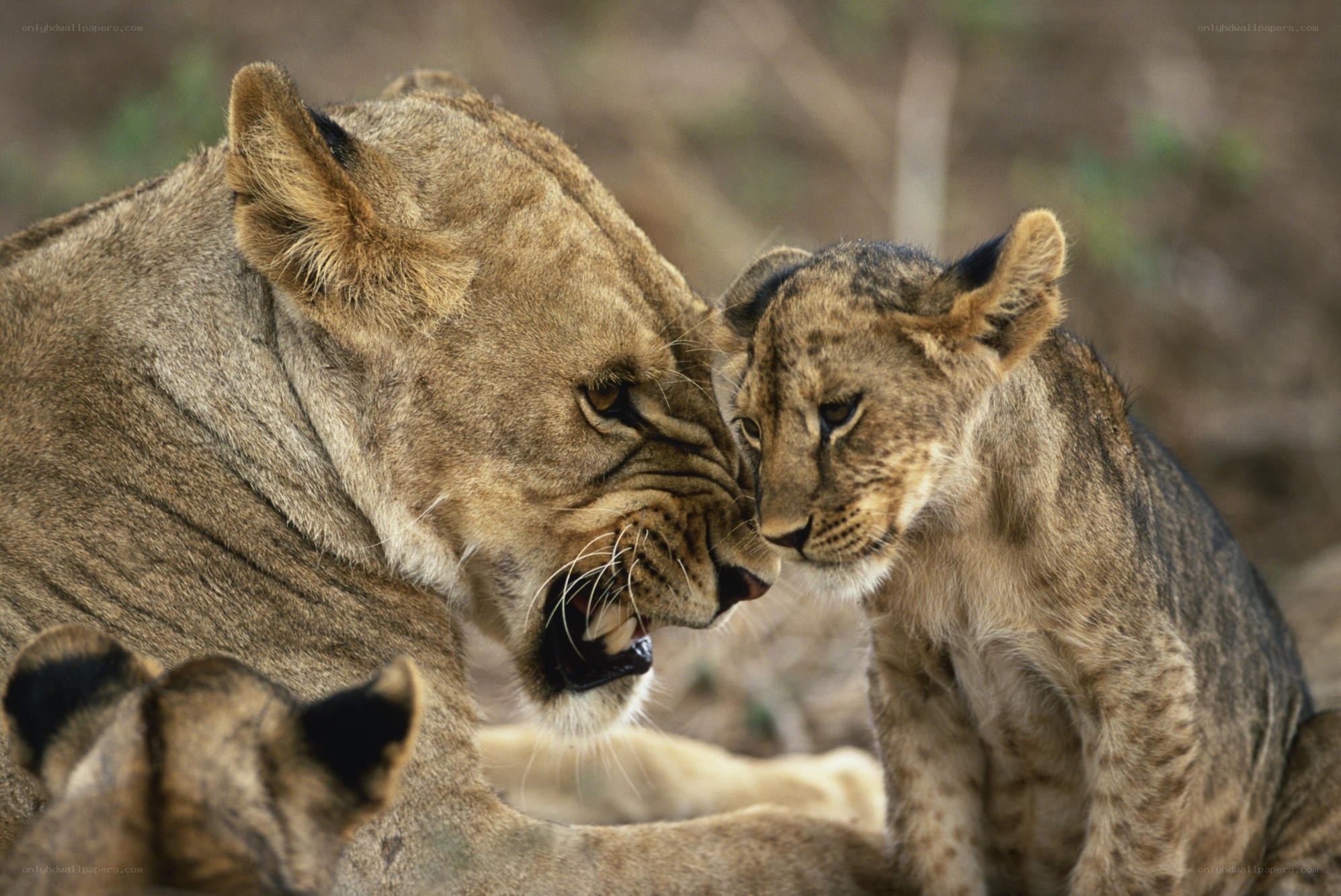 Lioness and her cub