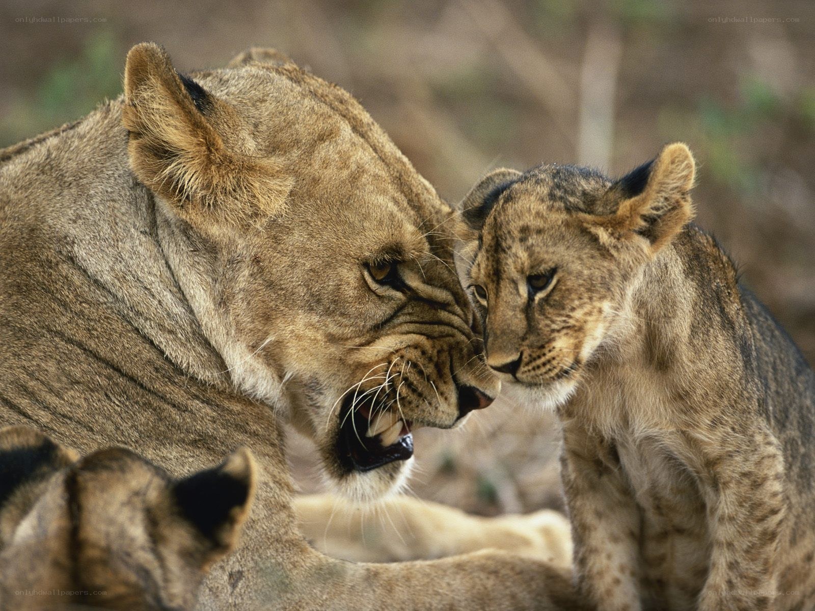 Lioness and her cub