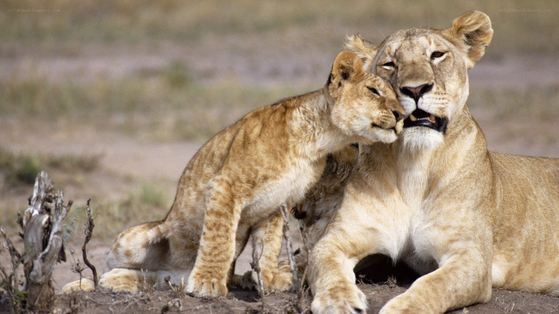 Lioness and her cub