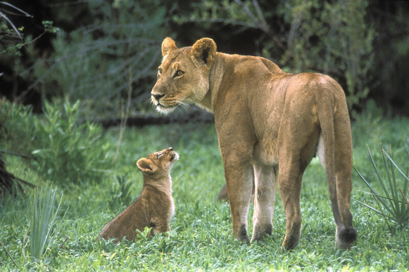 Lioness and her cub in grass