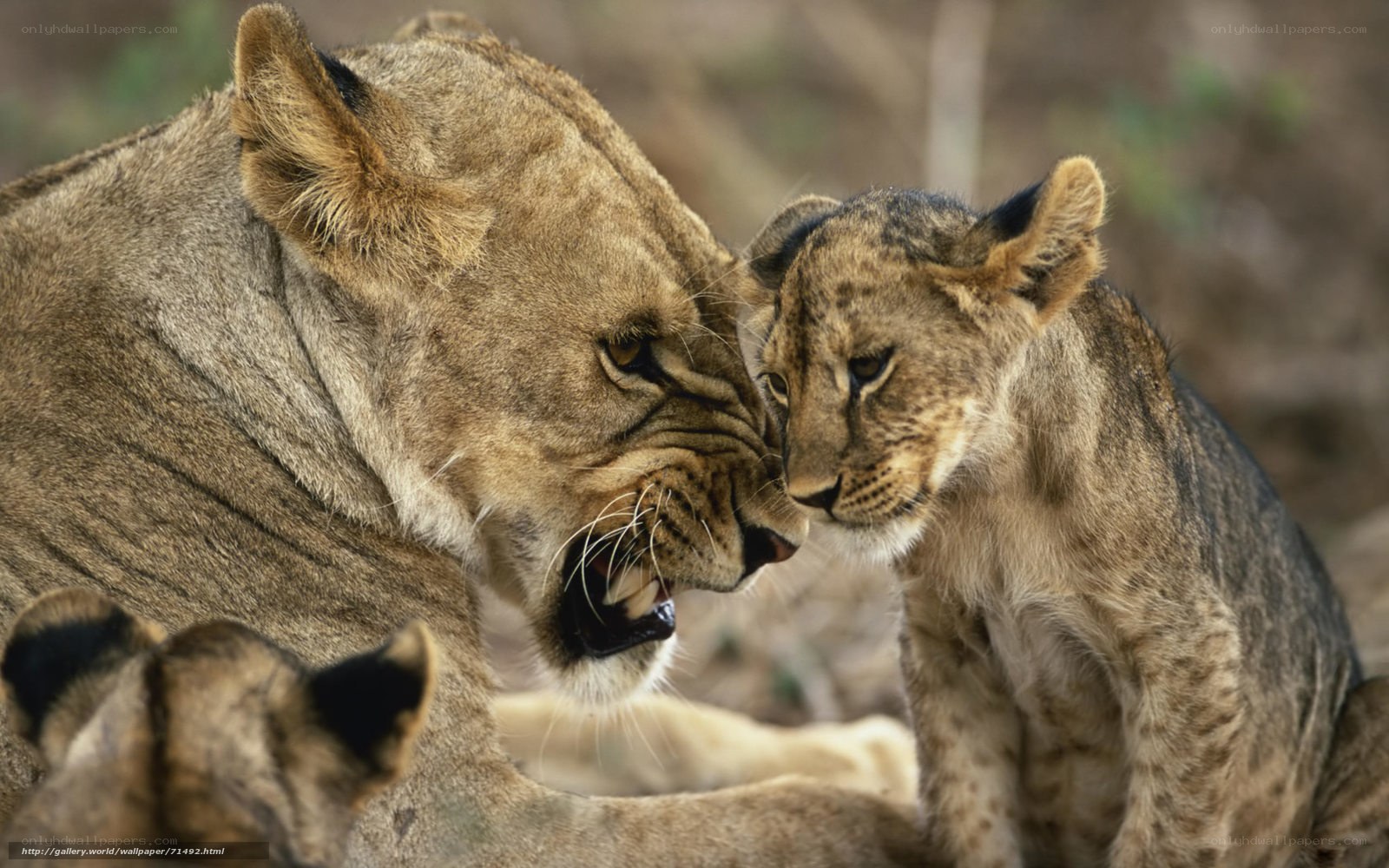 Lioness and her cub