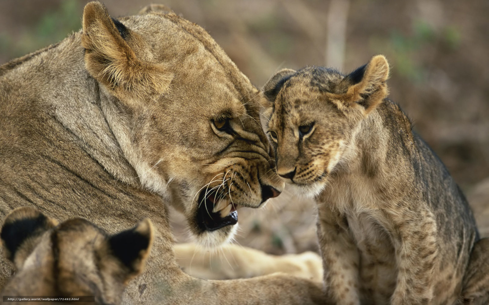 Lioness and her cub
