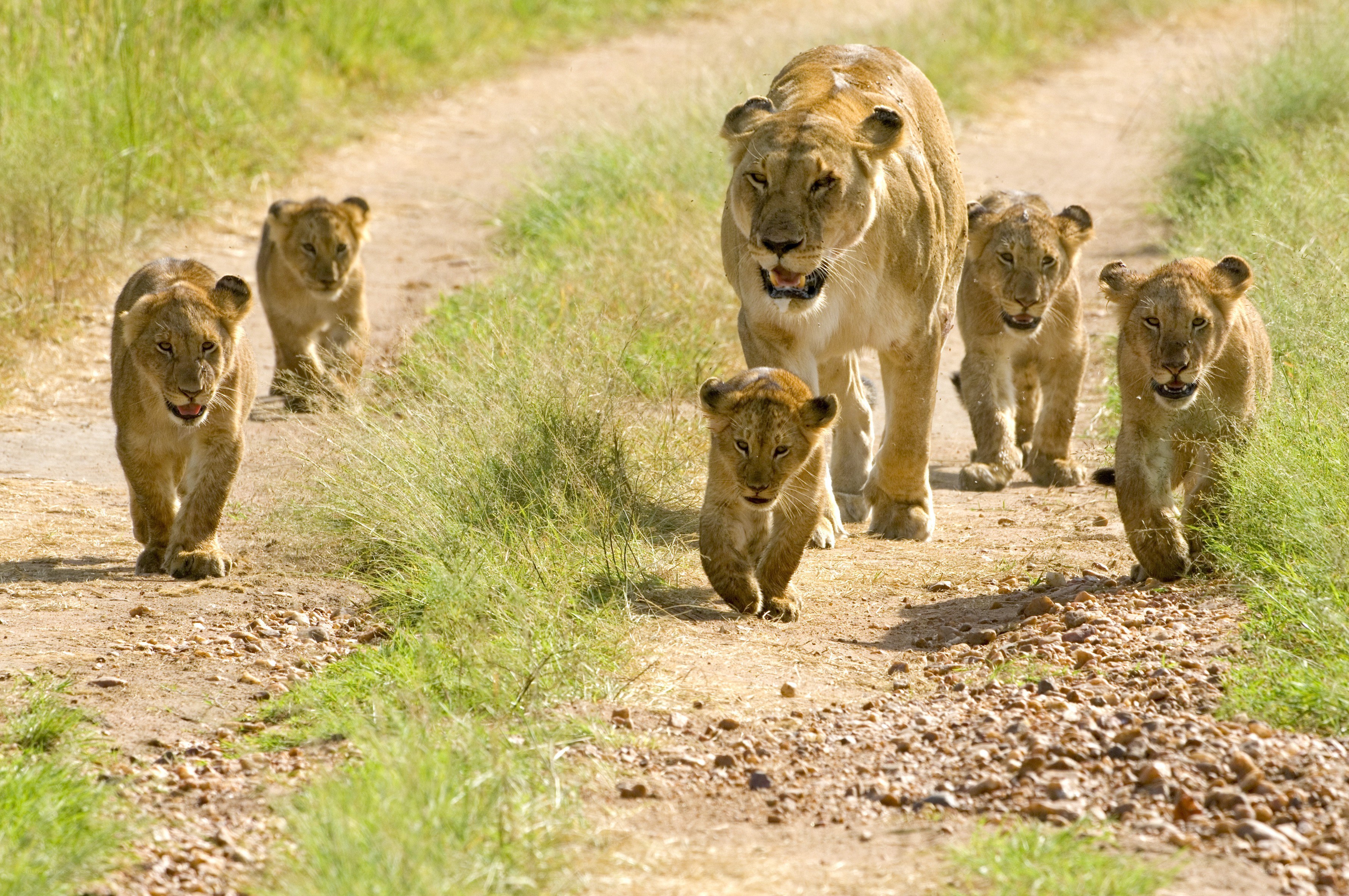 Lioness and her cubs on a path