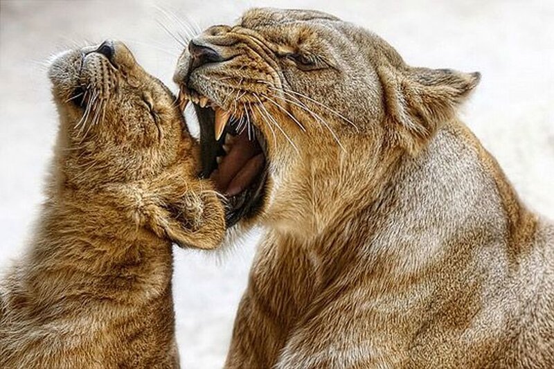 Lioness and Lion Cub — Brown