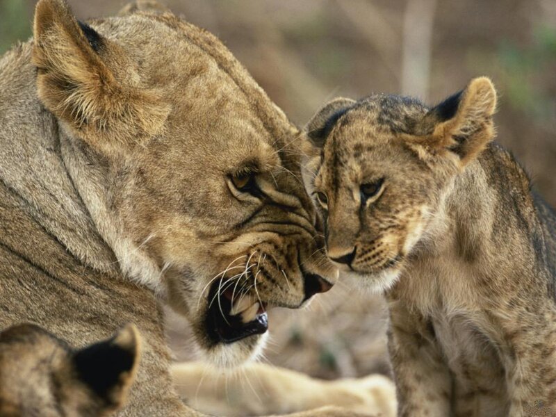 Lioness and Lion Cub