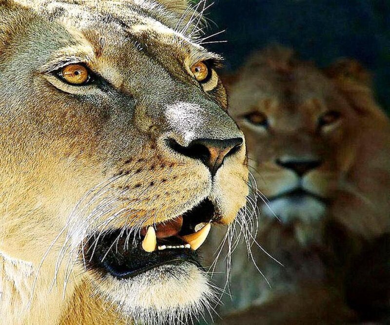 Lioness and Lion