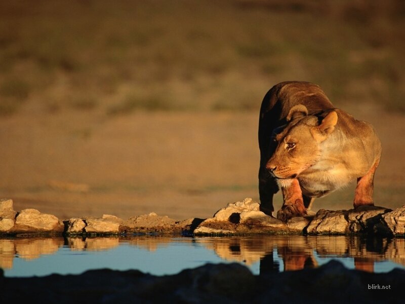 Lioness at a waterhole