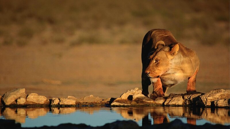 lioness at a waterhole