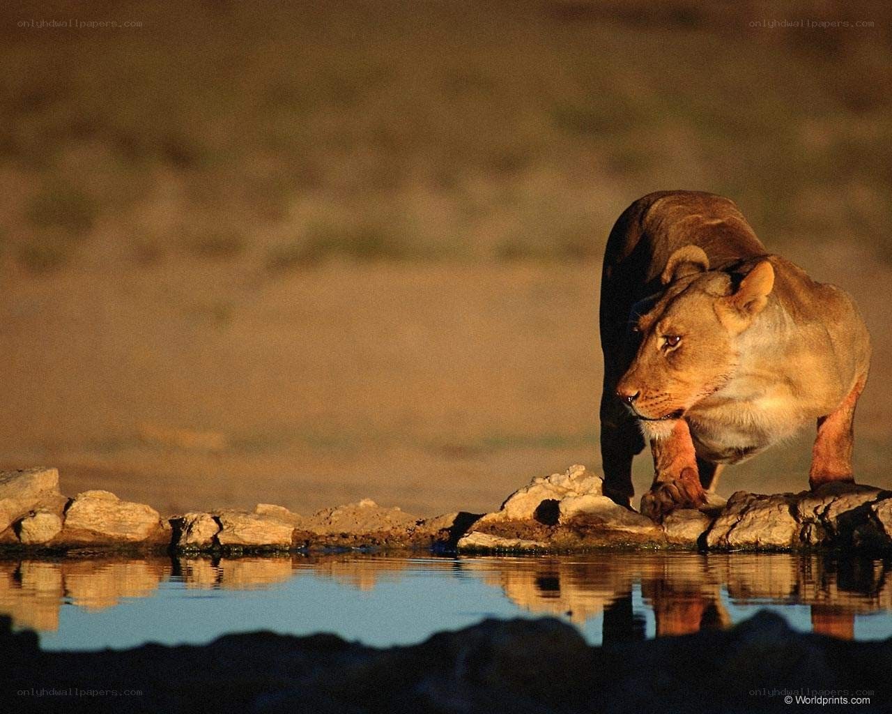 Lioness at a waterhole