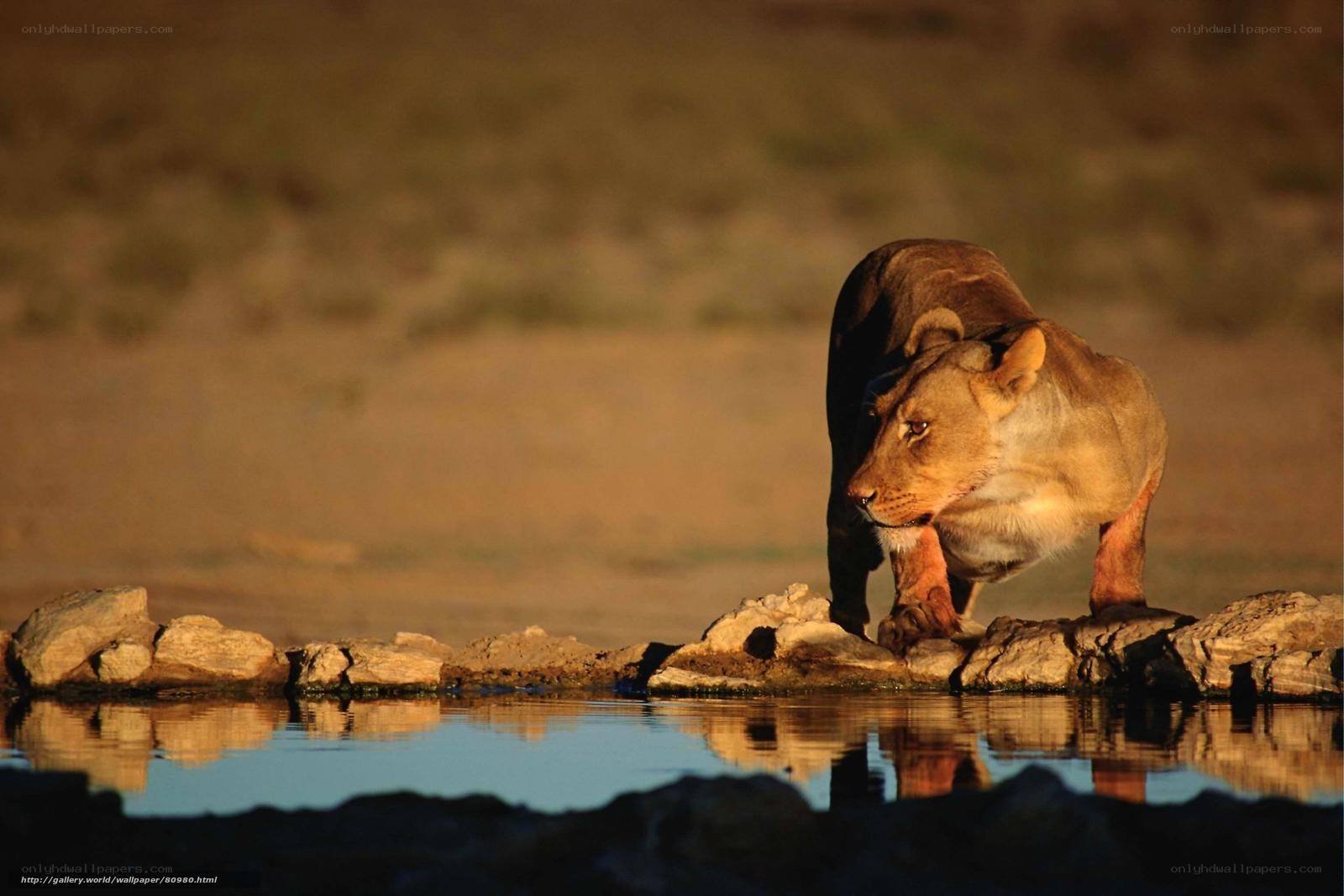 lioness at a waterhole