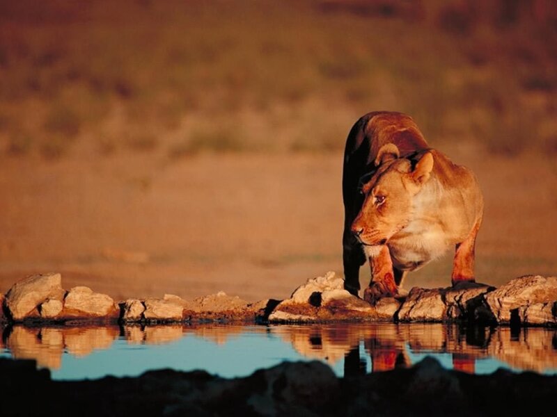 Lioness at Waterhole — Brown, Dramatic, Sunset, Photograph, Water, Rocks, Orange