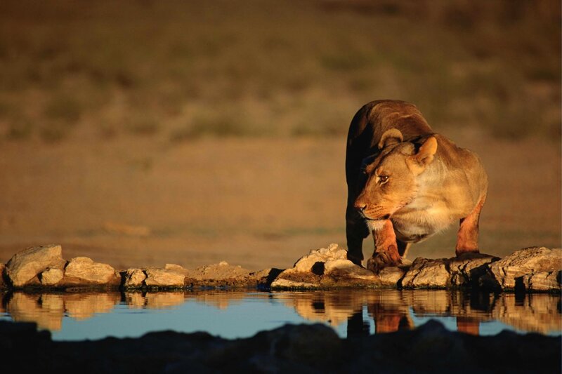 Lioness at Waterhole — Brown, Dramatic, Sunset