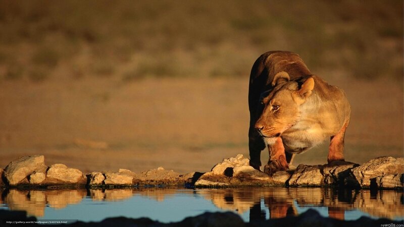 Lioness at Waterhole — Brown, Dramatic