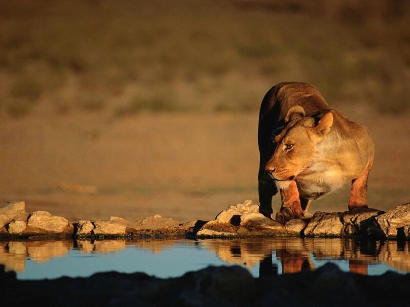 Lioness at Waterhole