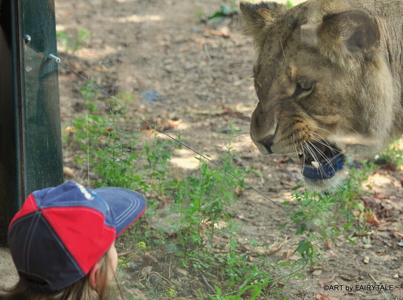Lioness at Zoo Enclosure — Brown