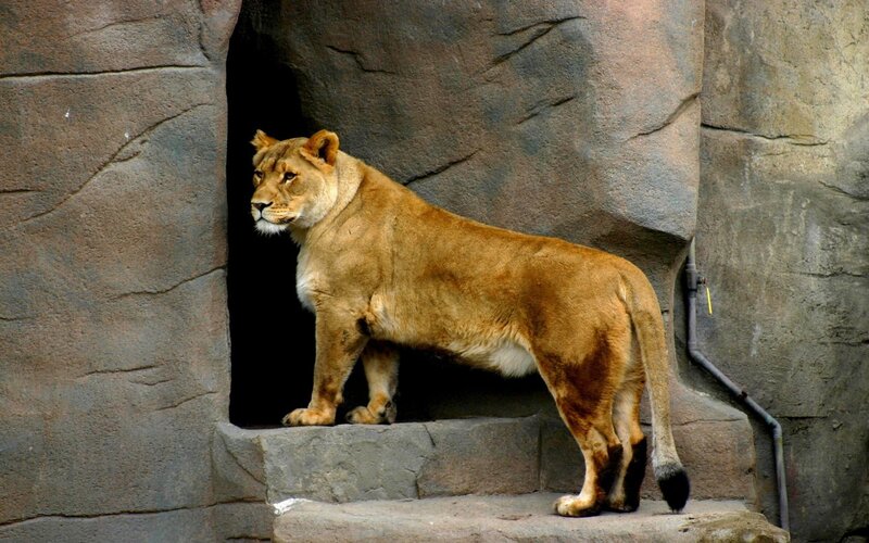 lioness at zoo enclosure