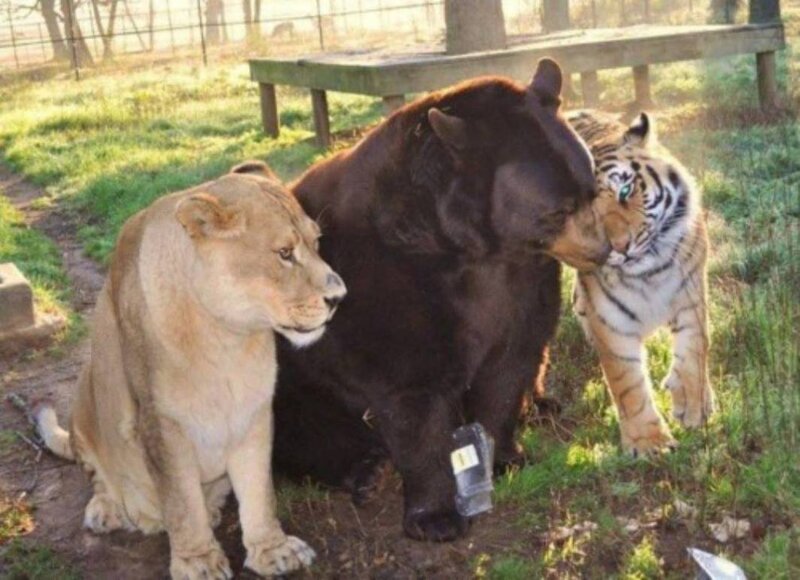 Lioness Bear Tiger