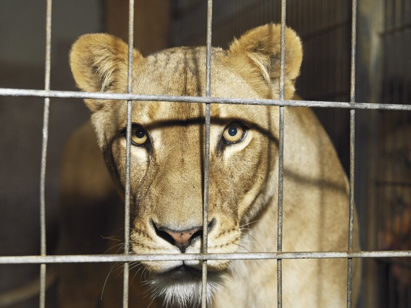 Lioness Behind Bars