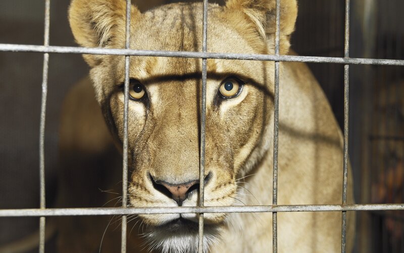 lioness behind cage bars