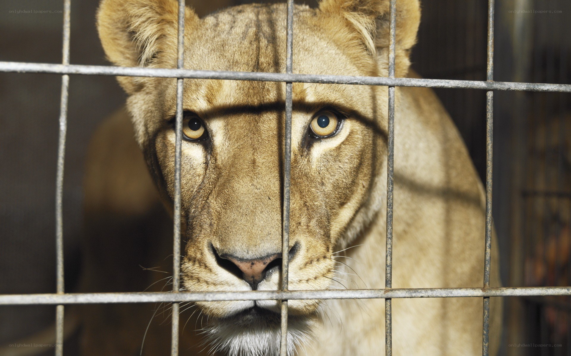 lioness behind cage bars
