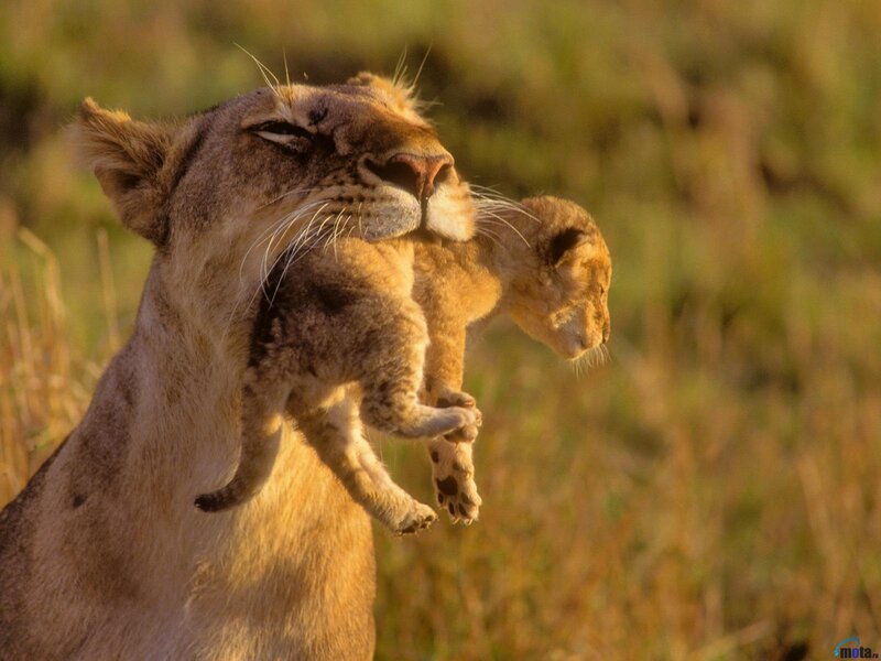 Lioness Carrying Cub — Brown, Calm, Sunset, Photograph