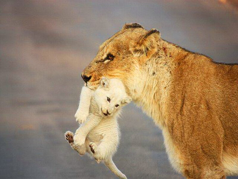 Lioness Carrying Cub — Brown, Dramatic