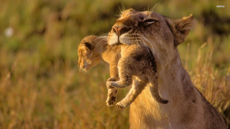 Lioness Carrying Cub — Brown, Natural, Sunset