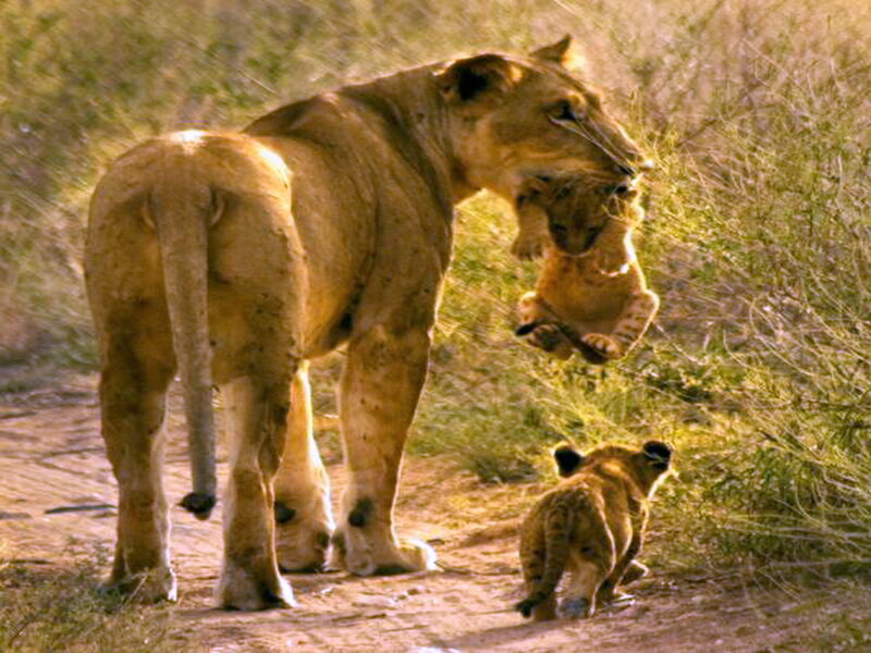 Lioness Carrying Cub — Brown, Natural