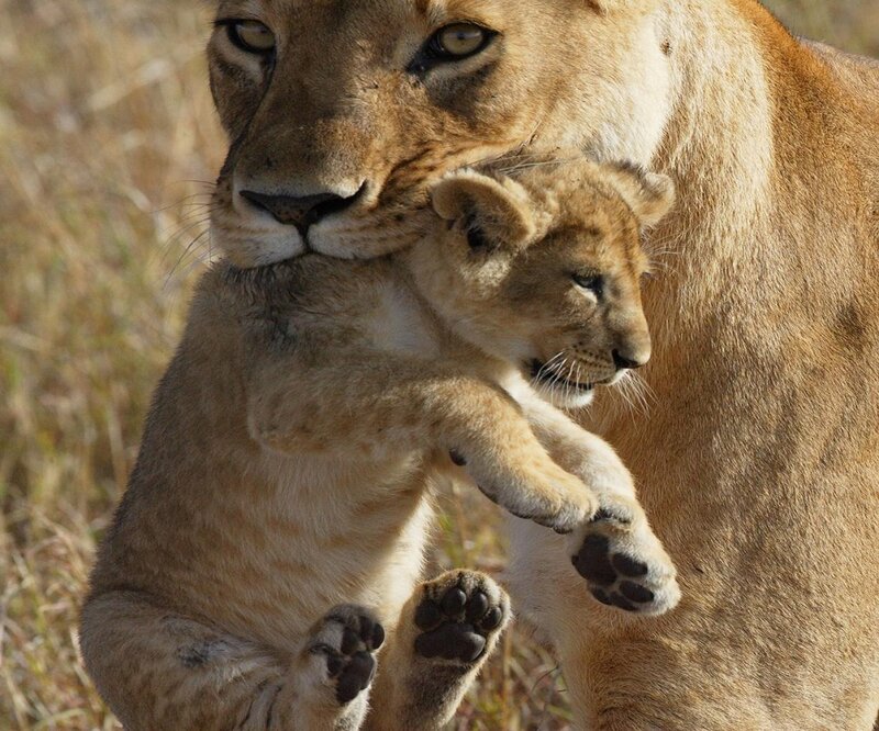 Lioness Carrying Cub — Brown