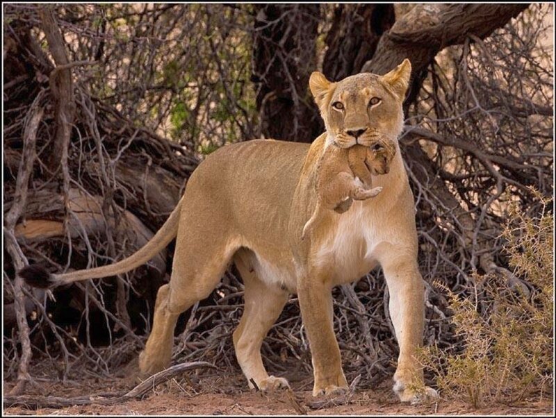 Lioness Carrying Cub