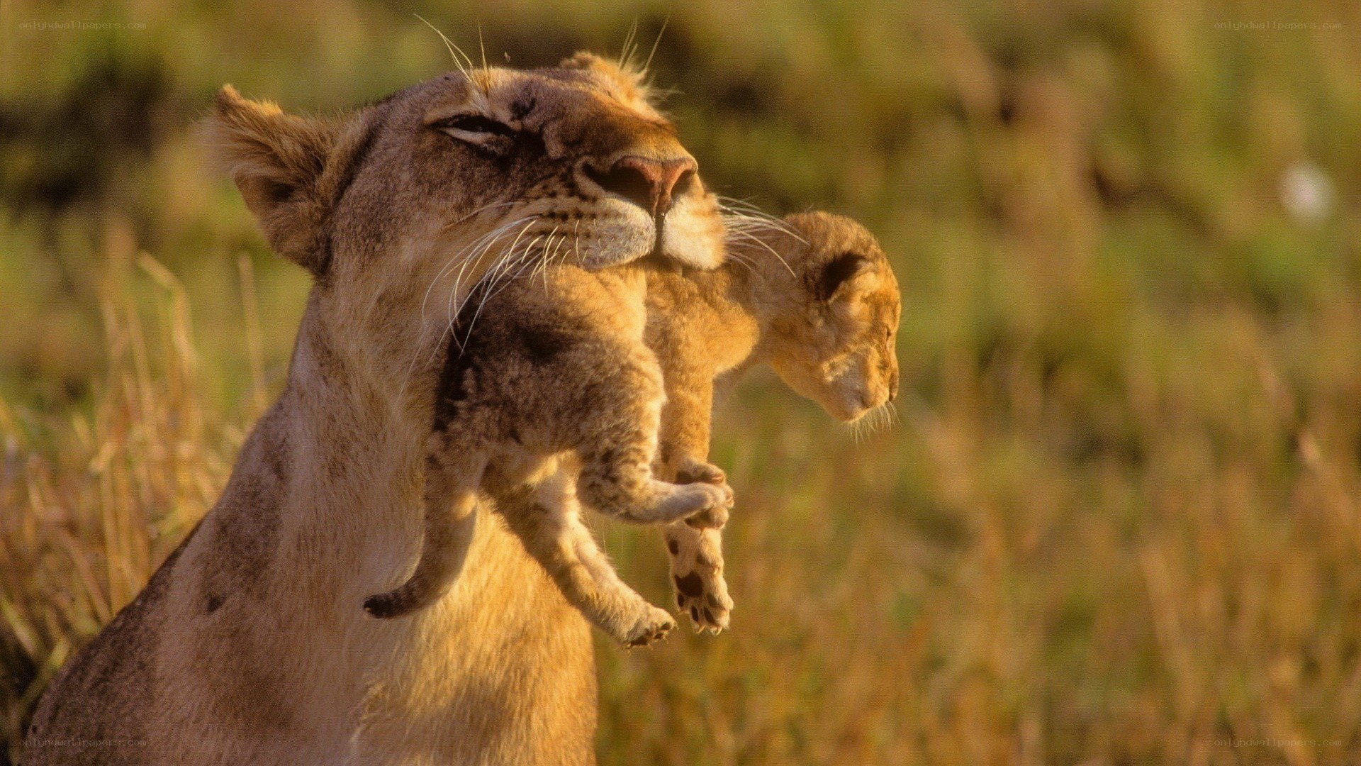 Lioness carrying her cub