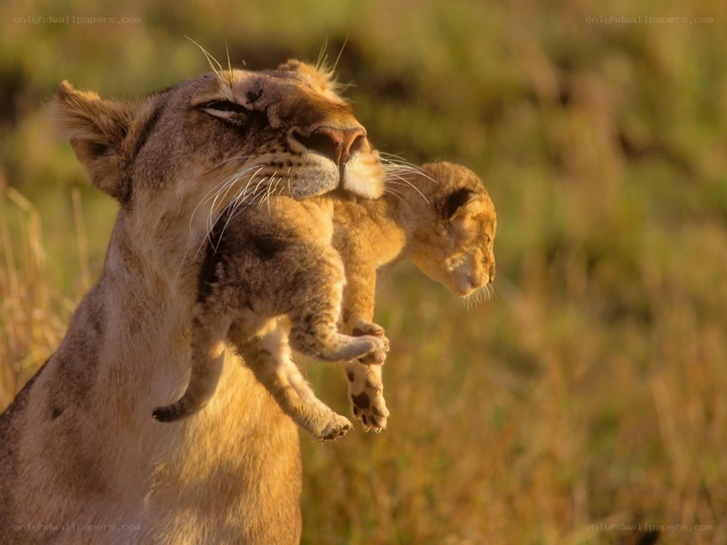 Lioness carrying her cub