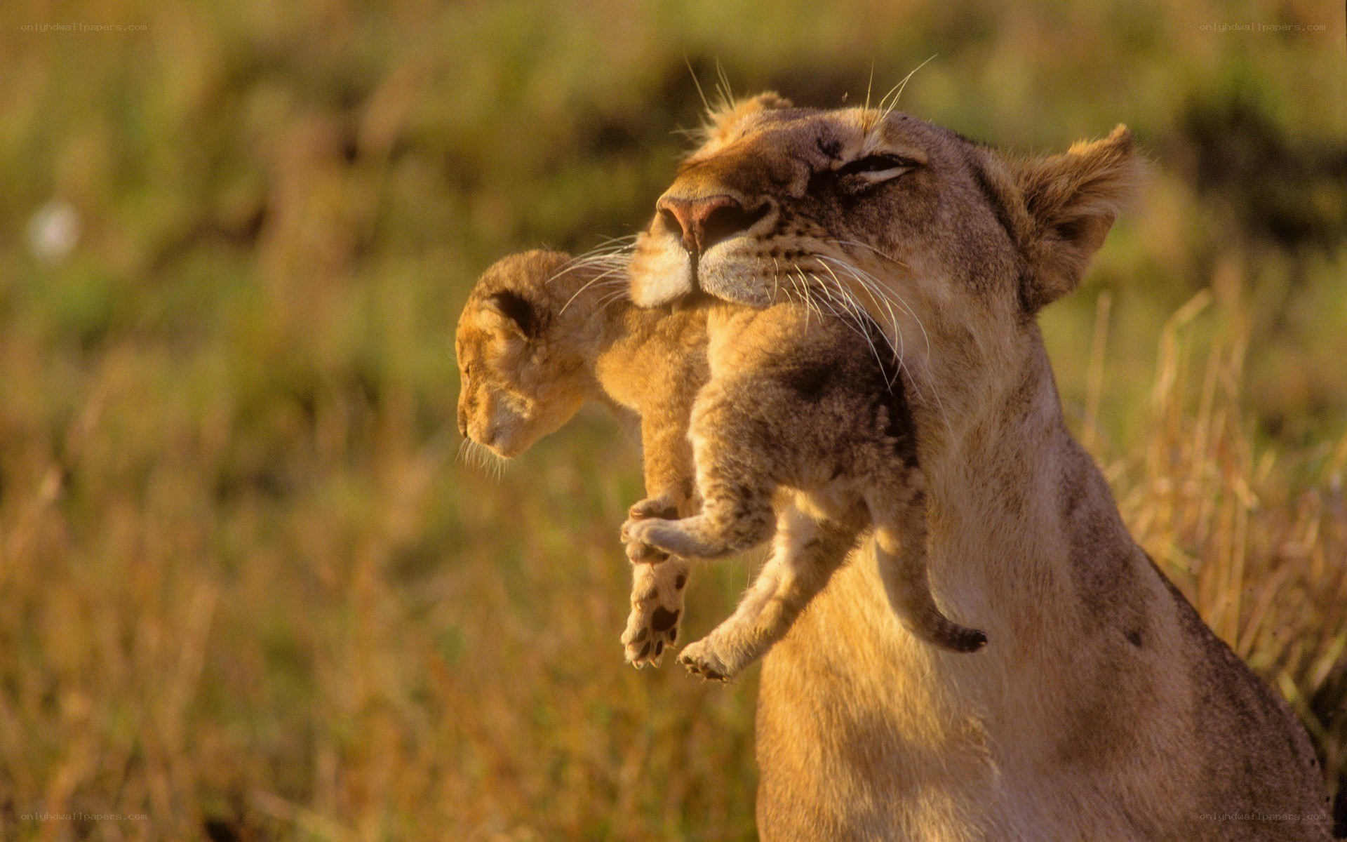 Lioness carrying her cub