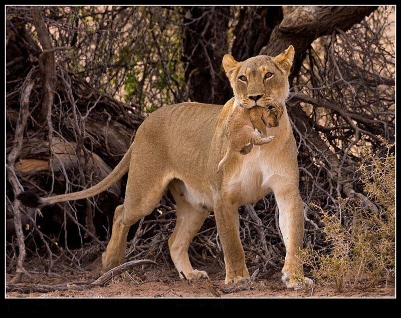 Lioness carrying her cub