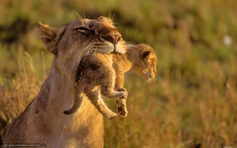 Lioness carrying her cub