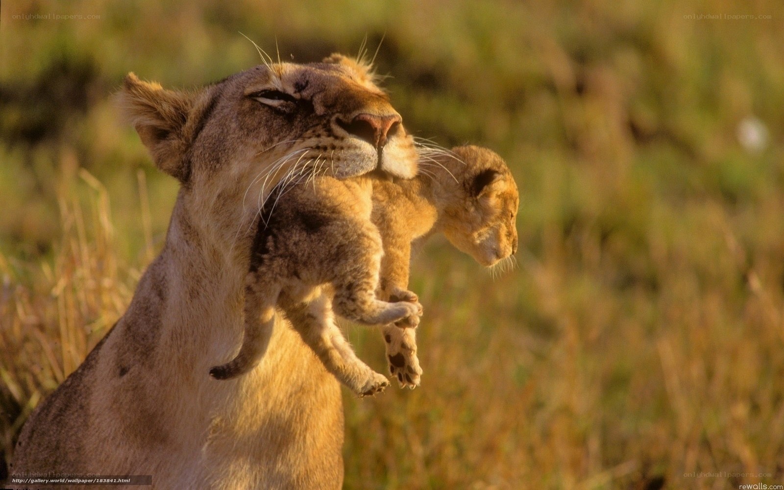 Lioness carrying her cub