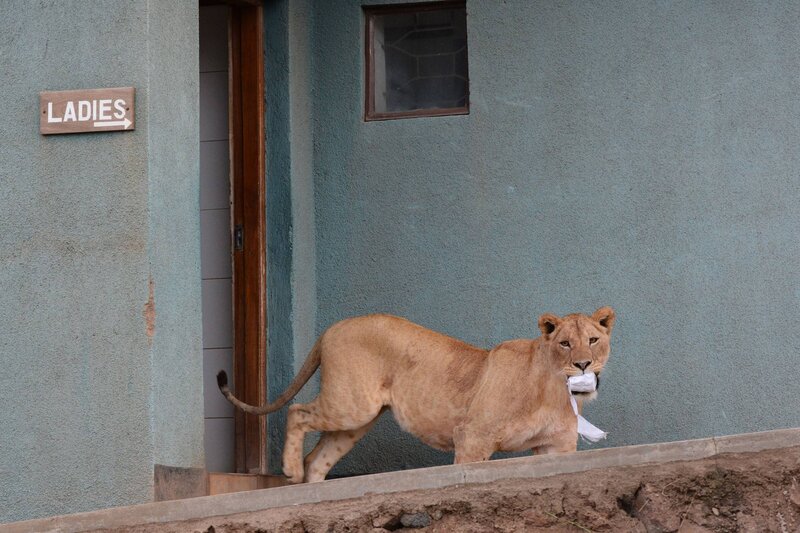 Lioness Carrying Toilet Paper